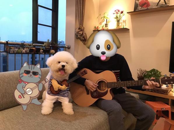 Hola Guitarist Pets
